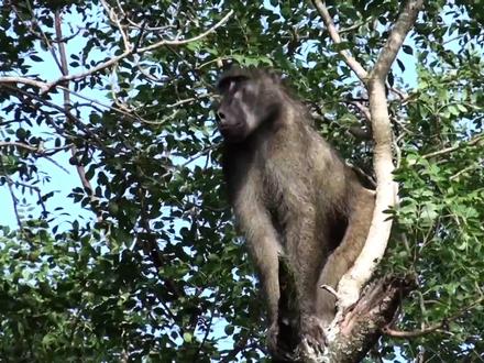 母豹无情的爱:发现小豹被狒狒恐吓,母亲开始逼着它尽快走向独立