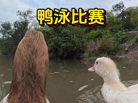今天是鸭子之间的游泳比赛,竞争激烈吧? #是谁打翻了大自然调色盘 #鸭子第一视角 #小鸭子