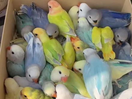 花鸟市场常见牡丹鹦鹉品种和价格 #牡丹鹦鹉