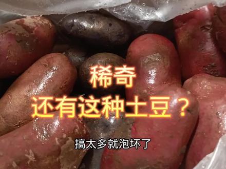 了解土豆知识,土豆营养丰富,除了黄土豆还有这两种富含花青素 #土豆种植 #土豆 #吃出健康