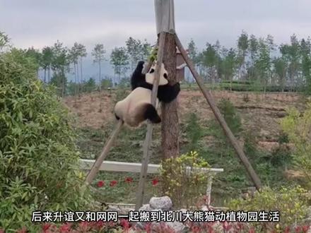 马来西亚归来的三公主升谊从小调皮爱整活,缩骨神功翻墙越狱样样会,还是社牛小熊,走到哪都是自带流量#大熊猫升谊 #谁能拒绝一只大熊猫呢 #爱护大自然爱护动物