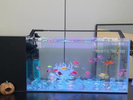 双倍过滤侧滤缸 养出空气缸 贝森血脉觉醒pro,加宽23公分滤舱,双倍过滤,4组一体式提篮过滤,帮你轻松打造空气缸,实现轻松养鱼,现在直播间有福利,快来直播间看看吧!#侧滤鱼缸 #金晶超白缸 #空气缸