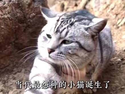 人怎么可以捅出这么大的篓子?2026五大神级闯祸名场面#闯祸 #呆呆 #绝望坡豆豆 #李浩