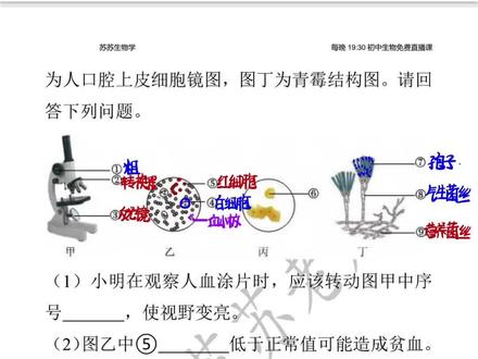 2026生物会考高频大题拆解👇 人血涂片、口腔上皮细胞、青霉结构全考到了!你平时最怕哪类生物题?评论区告诉我,下次专门讲给你听✨ #初中生物 #生地会考 #生物 #会考 #中考