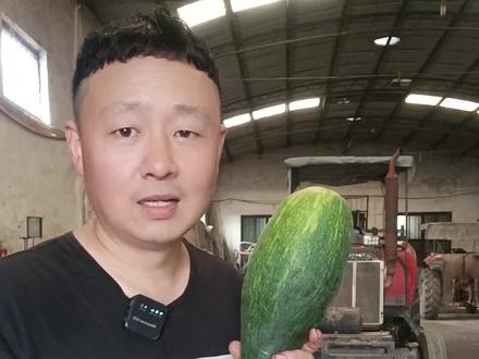 方言叫它,北瓜,又称卜瓜,是俺家乡的特产,咨询过很多人,都不知道它的学名,你知道吗?#脱口秀 #一本正经飚方言 #原创 #搞笑#修车小伙
