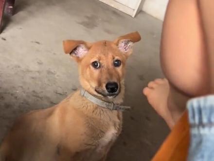 #狗狗 #萌宠 开屏暴击,给狗狗吓一跳,不可置信的表情
