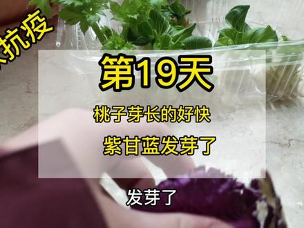 水培的紫甘蓝发芽了,桃子芽第19天。#静候春天里的第一颗芽#生物旅行号#上海疫情居家水培蔬菜 #疫情居家种菜