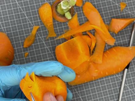 一根胡萝卜变小鸟,基础简易版本#烹饪艺术 #原创 #食品雕刻