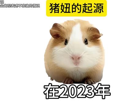 猪妞的起源以及在抖音的发展#荷兰猪#猪妞#发展史#荷兰猪小剧场#碧昂丝