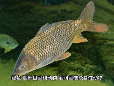 《鲤鱼》生活习性 #户外钓鱼 #鱼获满满