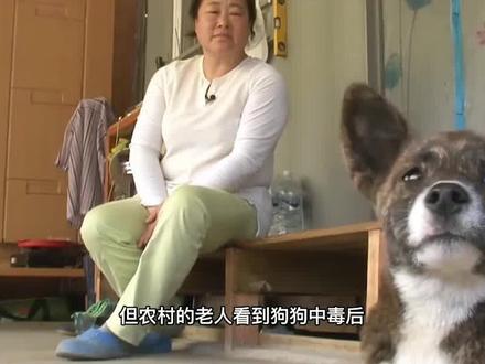农村狗狗中毒后,为什么老人说让狗狗躺在泥土上就会好?(二) #农村 #狗狗中毒 #土狗
