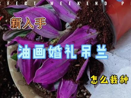 新买的油画婚礼吊兰 如何栽种关键点在这 学会了种一盆活一盆#家庭养花达人 #养花匠
