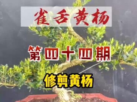 修剪了一颗雀舌黄杨,原先飘枝下压不住,所以要重新规划,找准下拉点位进行造型,把多余的枝条剪短,为下次的叶片萌发做好准备!