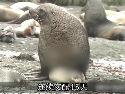 深藏不漏的海狗#动物科普 #海狗#动物解说