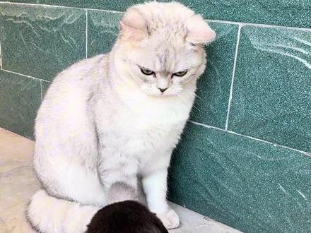 六六不会叫原来是文盲猫,一个多月离开妈妈,没有妈妈教它
#猫狗之间 #小奶狗叫声 #你的小猫很有可能是文盲小猫