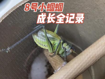 8号小蝈蝈成长全记录:从一粒卵到大蜕成虫,历时62天!