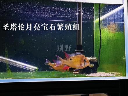 月亮宝石#圣塔伦月亮宝石 饿了一天,喂点东西你们就这么美了?#南美缸