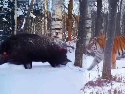 东北虎妞大战公野猪
#老虎 #东北虎 #野猪 #山海经异兽录