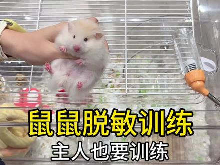 鼠鼠脱敏训练教程 手法一定要学!手法不对怎么抓!#仓鼠日常 #养鼠日常分享 #金丝熊 #仓鼠