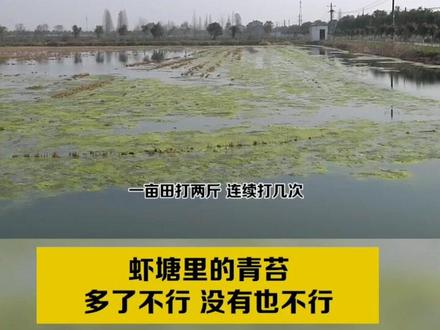 虾塘青苔太多怎么办?来来来,专家给你支个招#三农 #荆州 #水产养殖 #小龙虾