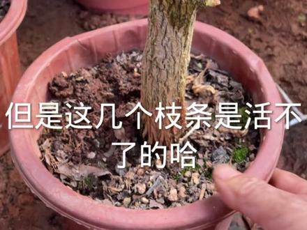 为什么嫁接老是失败呢?#三角梅 #苗木种植基地 #抖音农业推广