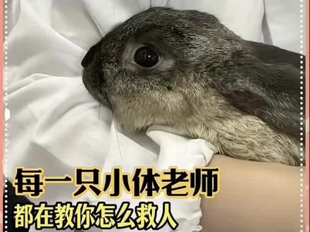 每条生命都在教你救人#动物医学