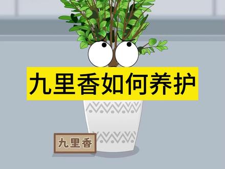 你们知道九里香应该怎么养护吗?#九里香 #九里香养护 #三农 #科普 #涨知识了 #三农流量扶持计划