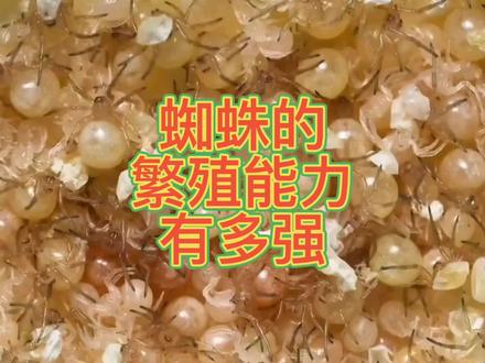 蜘蛛的繁殖能力有多强,蜘蛛卵袋的孵化.#蜘蛛#卵袋#繁殖