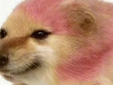 我的刀盾 #小云雀AI #我的刀盾 #蛤蟆狗