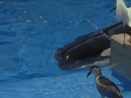 虎鲸的诱捕战术:利用诱饵吸引苍鹭和白鹭,一不留神苍鹭鸟为食亡 #海洋生物 #虎鲸 #苍鹭 #白鹭 #动物成精