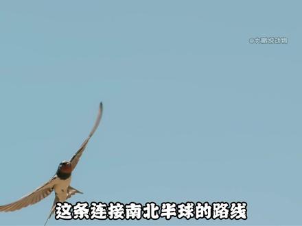 燕子:每年12600公里的迁徙,只为回到那个“家” #动物独白 #动物世界 #燕子 #一代人有一代人的动物世界