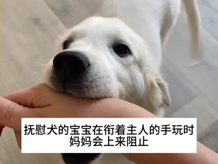 抚慰犬:逆子,放开我妈!#萌宠 #精神抚慰犬 #搞笑 #金毛 #抑郁焦虑