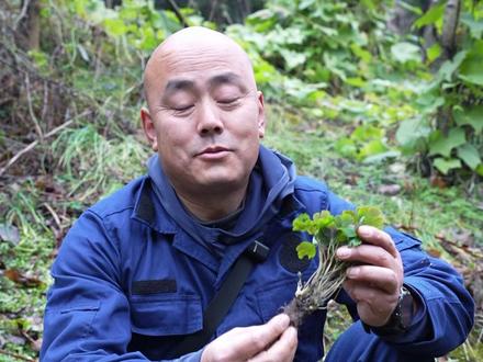 它有一个遗臭千年的名字,“千年老鼠屎”。 #科普 #大自然的馈赠 紫背天葵,因其背面紫色而得名。在我国南方地区山坡河谷多有分布。属于毛茛科天葵属植物。有毒,野外遇到千万不要误食。