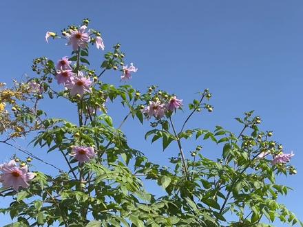 帝王大丽花到底能开到几月份,冬天能否室外过冬,倘若起球如何保存。#露台花园 #好看的花一定要分享给你 #大丽花 #养花人的乐趣