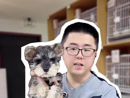 雪纳瑞在哪个月龄段颜值偏高#雪纳瑞犬