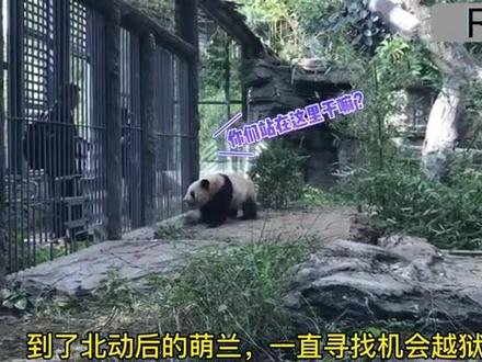 #来这吸熊猫 #萌兰么么儿 快来看看怎么回事儿