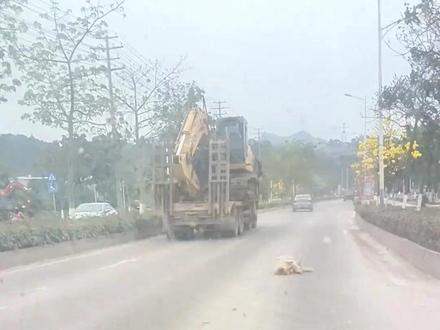 这些狗还有救吗?狗是人类最忠诚的朋友 #狗是人类最忠诚的朋友 #救助动物人人有责 #狗