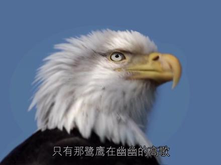 《沙漠骆驼》来啦~剪完整个人都不好了,素材量太大了