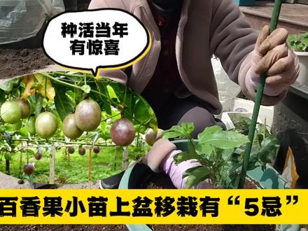 百香果小苗上盆移栽有“5忌”:种活当年有惊喜!
#百香果 #家庭种植 #盆栽百香果 #园艺生活