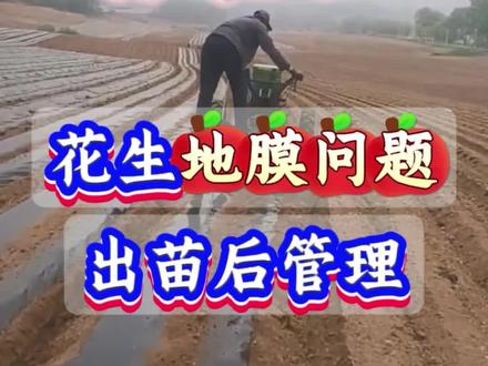 花生的地膜管理 出苗后怎么管理#花生 #种花生 #花生种植 #花生管理