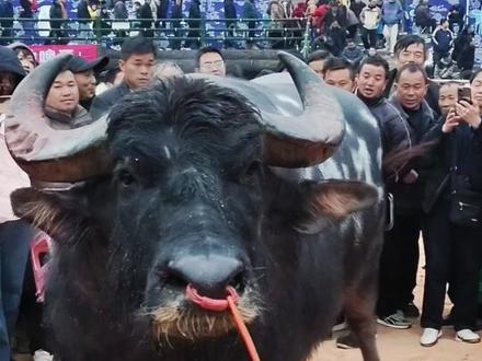 雷山30万大奖得主天成之王牛王