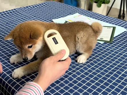 你知道纯种犬的芯片是怎么注射到身体里的吗#柴犬 #富仕庄 #柴犬日常