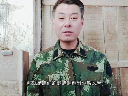 老鸟孵出小鹦鹉后会不会喂养它们呢?需不需要手养? #鹦鹉