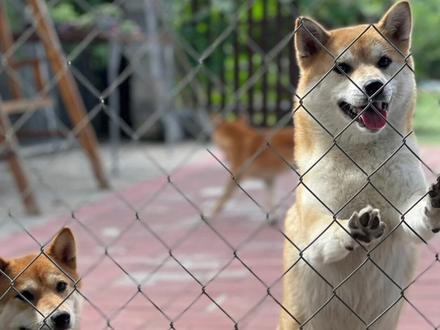 关于豆柴,你不知道的秘密#柴犬 #豆柴 #柴犬豆柴 #柴犬宝宝 @DOU+小助手