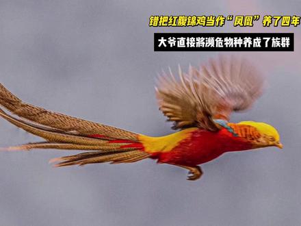 大爷错把红腹锦鸡当作凤凰喂了四年,直接将濒危物种养成了族群!#红腹锦鸡 #凤凰 #神奇动物 #动物的迷惑行为
