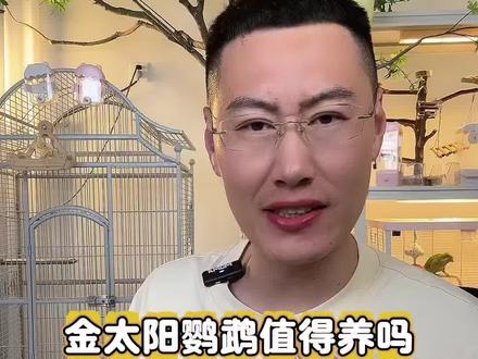 金太阳鹦鹉值得养吗? #养鹦鹉必看