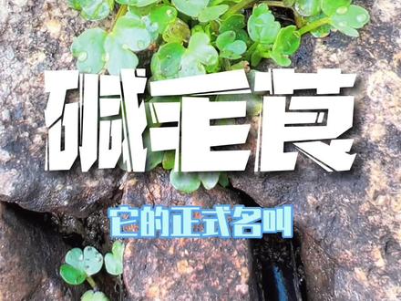 这是碱毛茛,俗称水葫芦苗,是毛茛科,硬毛茛属的多年生草本植物#萌知计划 #大自然 #奇趣自然 #一花一草一世界 #大自然的搬运工 #万物生长 #植物 #科普一下 #科普 #一起享受大自然的美 #生命的力量 #万物有灵 #捕捉身边的花草 #神奇的大自然 #绿意盎然 #自然 #植物科普