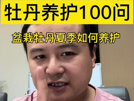 盆栽牡丹夏季如何养护#盆栽牡丹 #牡丹养护#牡丹夏季管理