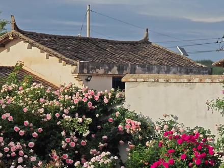 你们为什么会爱上种花?
#月季 #养花 #农村生活 #院子的梦想