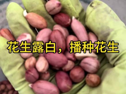 花生🥜催芽成功,“露白”就是最佳播种信号。#自家种植吃不完 #70后城市种菜#花生种植#种植的乐趣多 #干活我是认真的